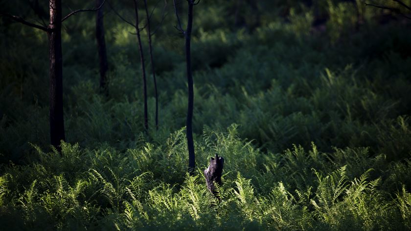 Foto: Joana Bourgard/RR (arquivo)