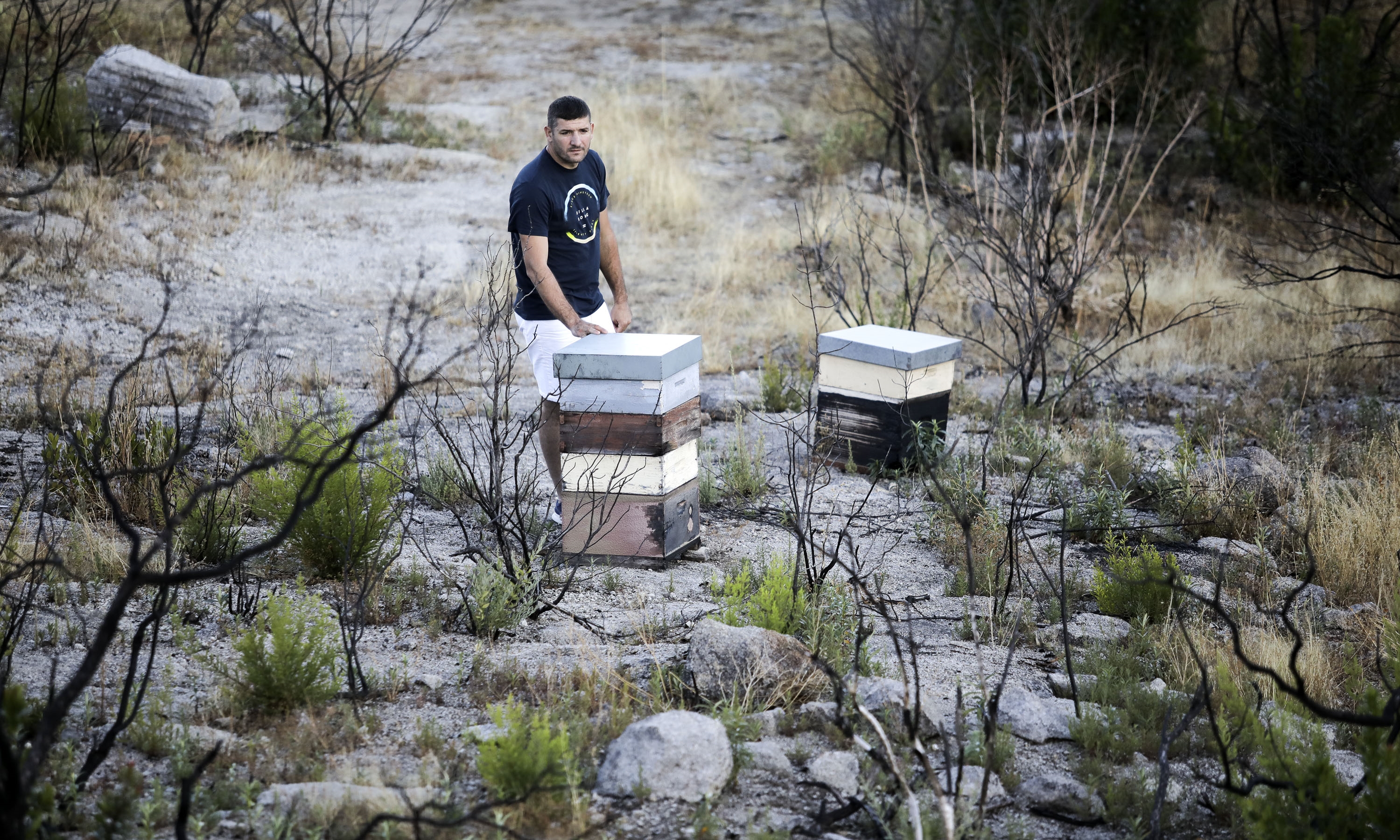 João Dimas perdeu mais de 370 colónias de colmeias. Por ano, produz entre 15 a 20 toneladas de mel. No ano passado, não ultrapassou os quatro mil quilos. João Dimas perdeu mais de 370 colónias de colmeias. Por ano, produz entre 15 a 20 toneladas de mel. No ano passado, não ultrapassou os quatro mil quilos.