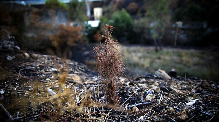 Terreno da Serração Progresso Castanheirense com pinheiros novos, queimados e irrecuperáveis