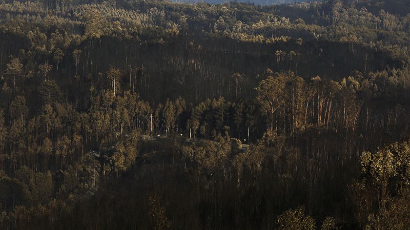 Incêndio de Pedrógão Grande causou 64 mortos. Ainda não há arguidos constituídos. Foto: Joana Bourgard/RR