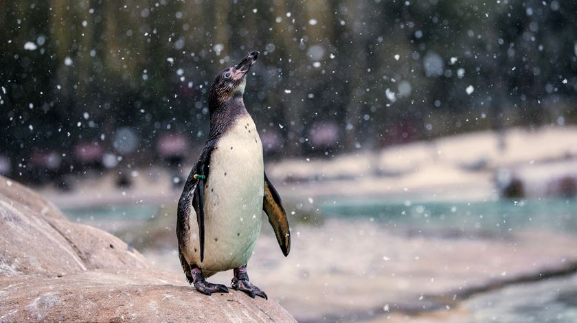 Jardim Zoológico de Londres, Reino Unido. Foto: EPA