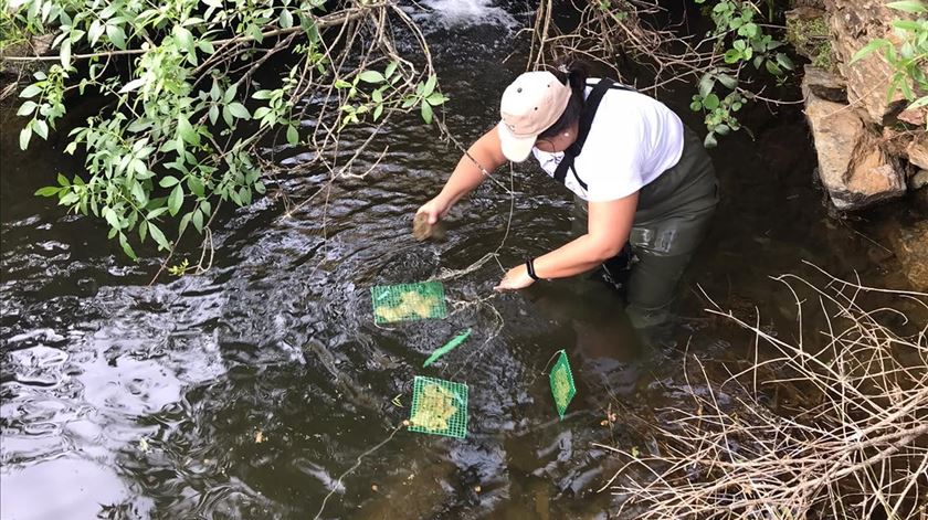 Saúde dos rios em Portugal está incompleta, alerta estudo da Universidade de Coimbra