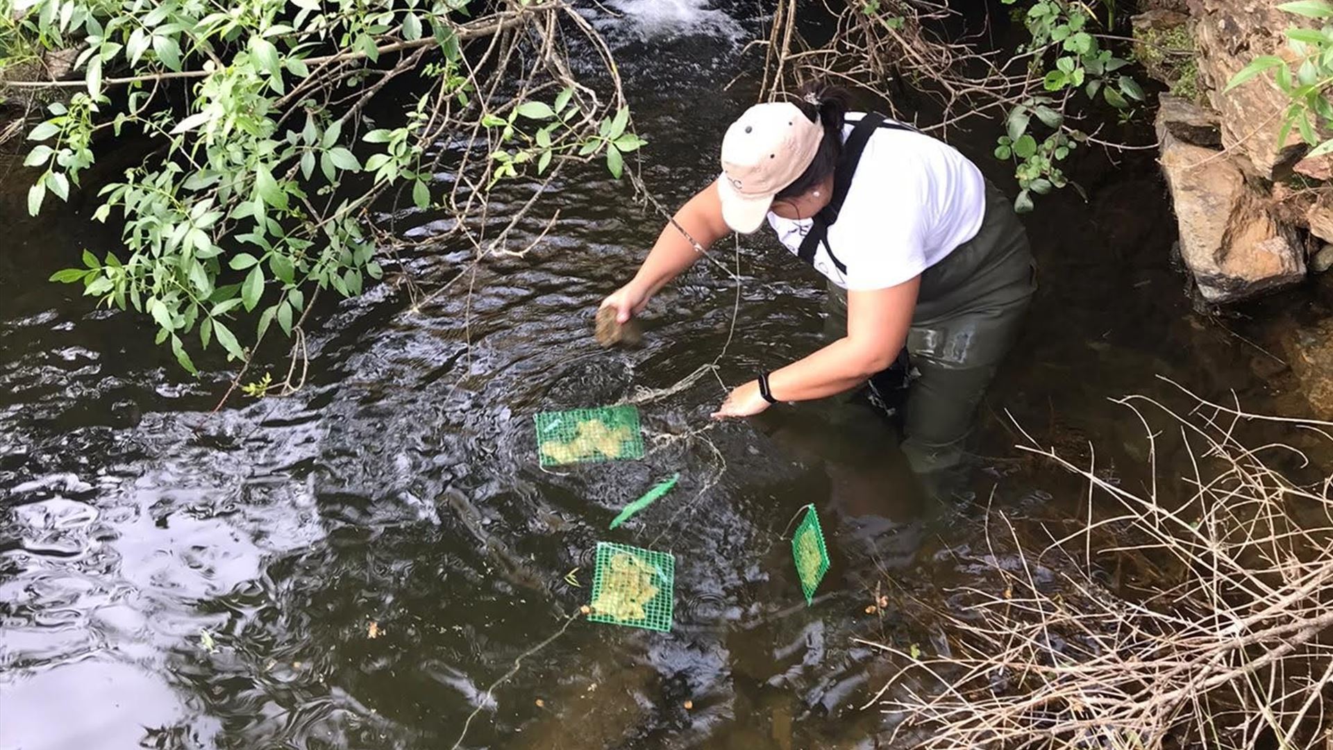Saúde dos rios em Portugal está incompleta, alerta estudo da Universidade de Coimbra