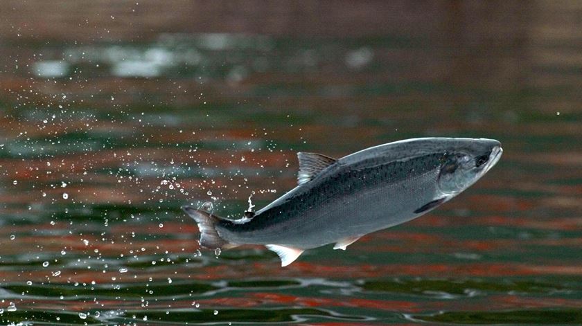 Cocaína nos rios está a deixar salmões mais ativos (e com comportamentos estranhos)