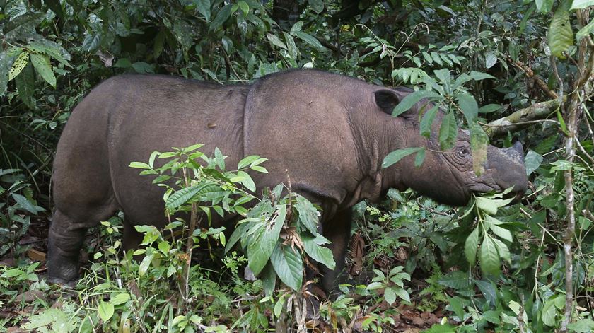 Rinoceronte de Sumatra num parque na Indonésia Foto: Supri/Reuters