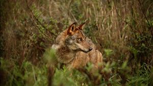 Ataque de lobos mata 46 ovelhas deixa feridas seis no concelho de Miranda do Douro