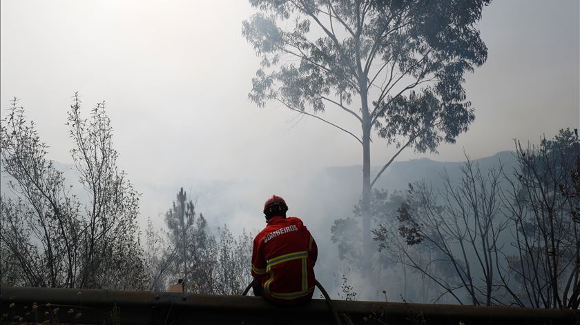 Incêndios. Santarém, Castelo Branco, Braga, Coimbra e Aveiro entre distritos com menos limpeza de terrenos