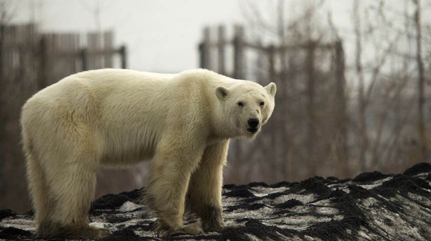 Foto: Vyacheslav Yarinskiy/Reuters