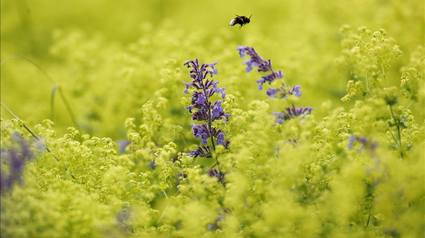 Tem alergias? Estão cada vez mais graves e a afetar mais pessoas