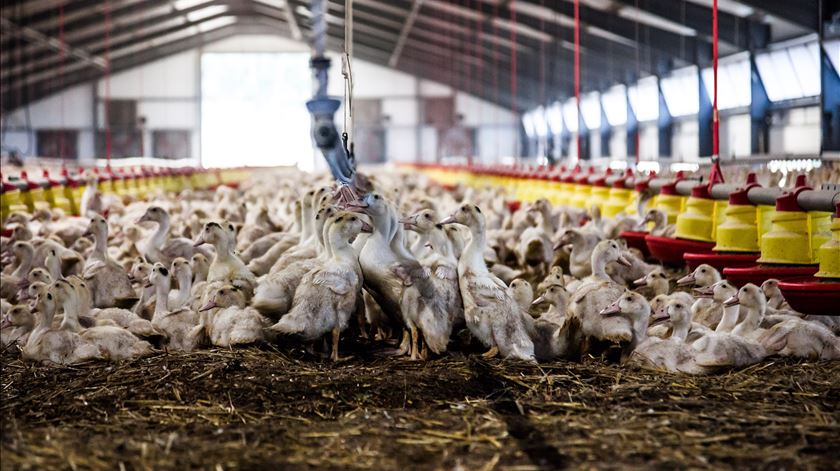 "Risco de disseminação da gripe das aves é elevado", alerta Direção-Geral de Alimentação e Veterinária
