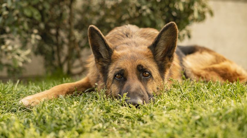 Melhor amigo do homem. Novos estudos mostram que o cão acompanha o ser humano há 11 mil anos