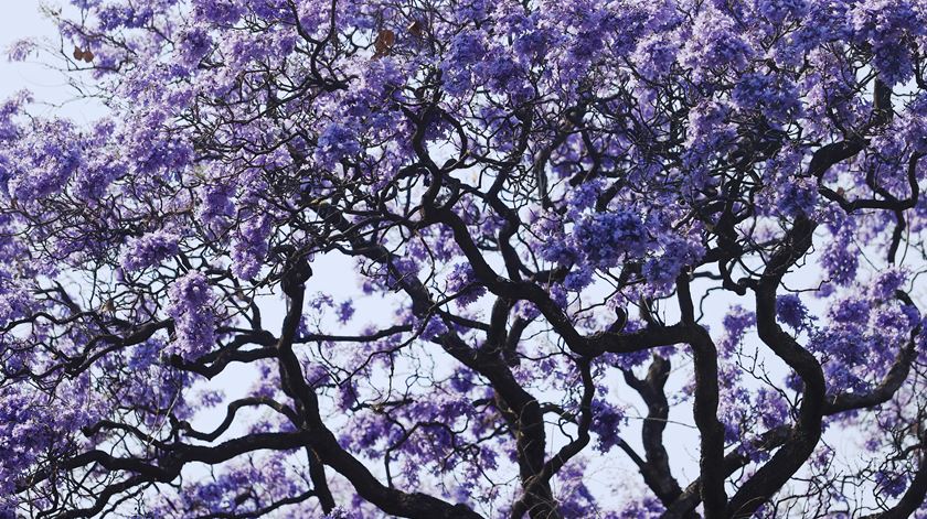 Câmara de Lisboa prevê abater 25 jacarandás na Av. 5 de Outubro, milhares de cidadãos contra