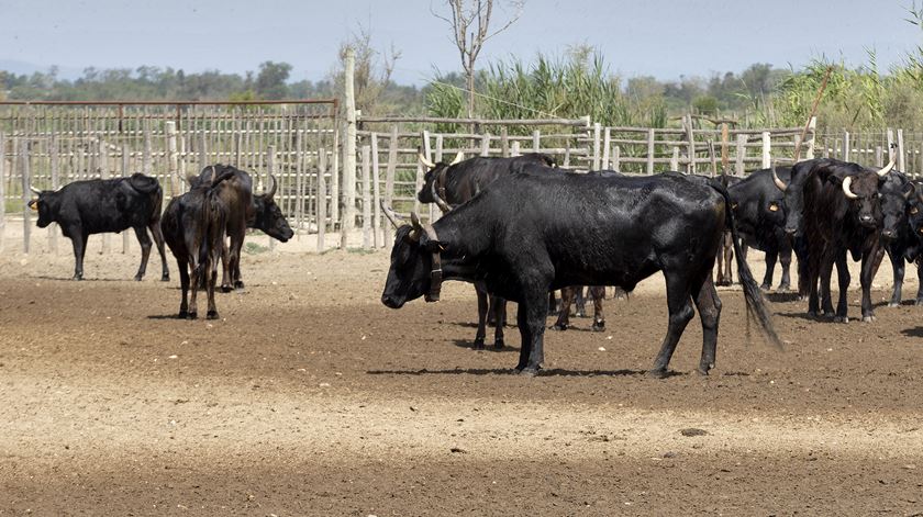 ​Governo espanhol quer touros de competição como animais de estimação (mas não periquitos)