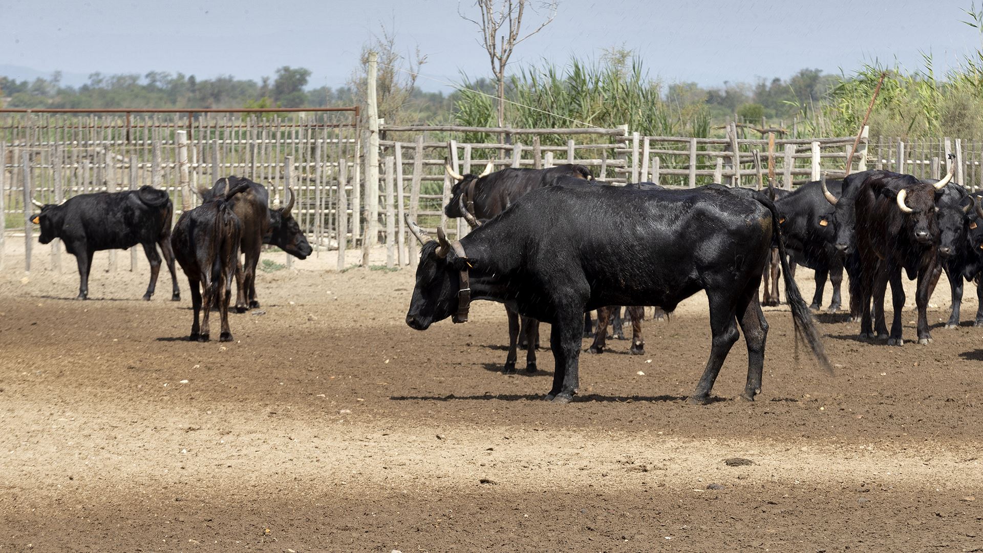 ​Governo espanhol quer touros de competição como animais de estimação (mas não periquitos)