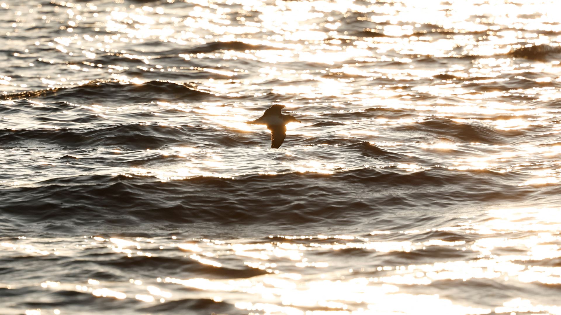 Urgente! Campanha Salva Mais de 100 Mil Aves Incríveis nos Açores: Veja Como!