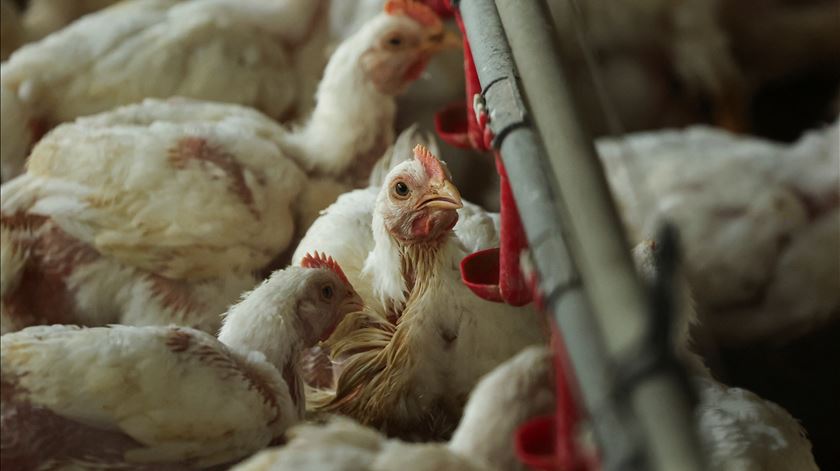 Hong Kong proíbe importação de carne do distrito do Porto devido à gripe aviária