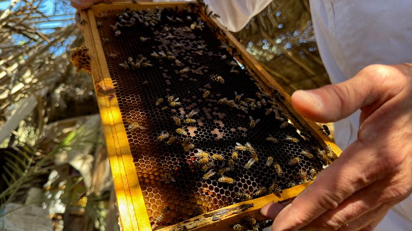 De sarar feridas a curar dores de garganta. Pode o mel ser um "superalimento"?