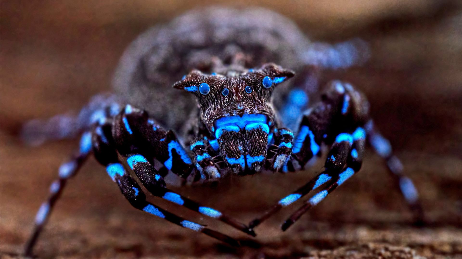 Aranha que brilha sob luz ultravioleta é uma das novas espéc