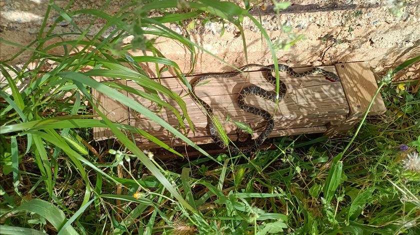 Cobra invasora aprendeu a nadar e acelera risco de extinção de lagarto nas Baleares Cobra invasora aprendeu a nadar e acelera risco de extinção de lagarto nas Baleares
