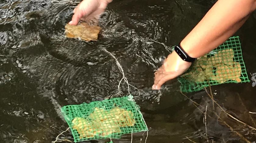 Saúde dos rios em Portugal está incompleta, alerta estudo da Universidade de Coimbra. Foto: Mafalda Gama