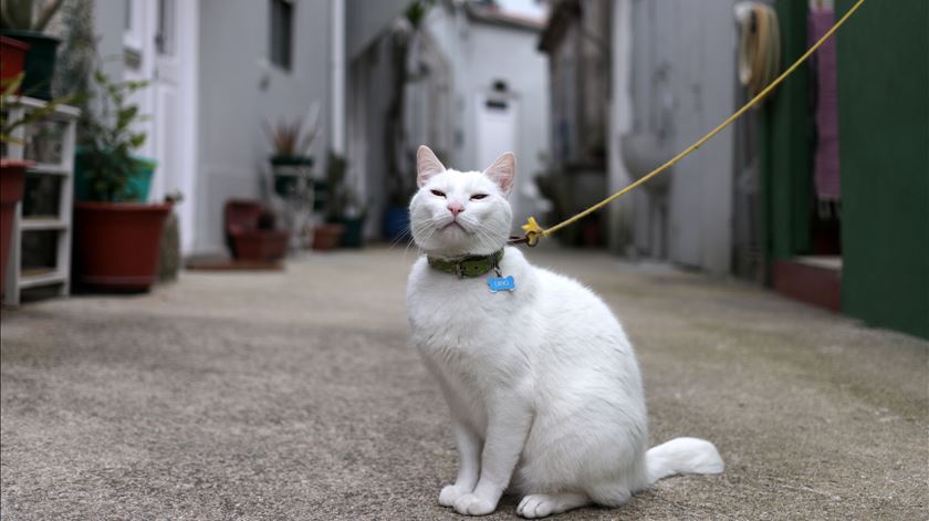 Quer saber se o seu gato está a sentir dor? Agora há uma aplicação