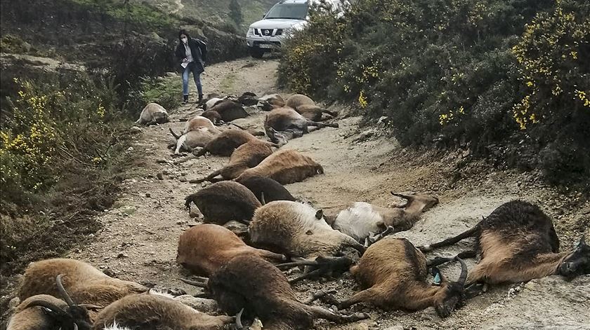 Relâmpago mata 68 cabras em Arcos de Valdevez Relâmpago mata 68 cabras em Arcos de Valdevez
