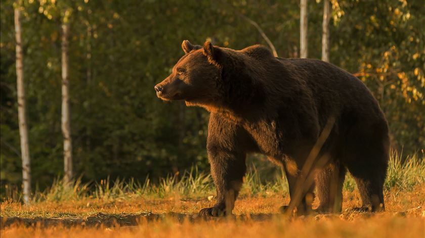 ​Da floresta para o prato. Eslováquia aprova venda de carne de urso