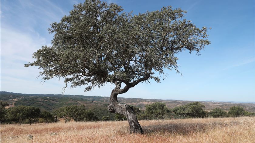 Falta de matéria-prima ameaça sustentabilidade do setor da pasta e papel