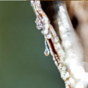 Resina Natural, a matéria-prima que nasce no pinhal