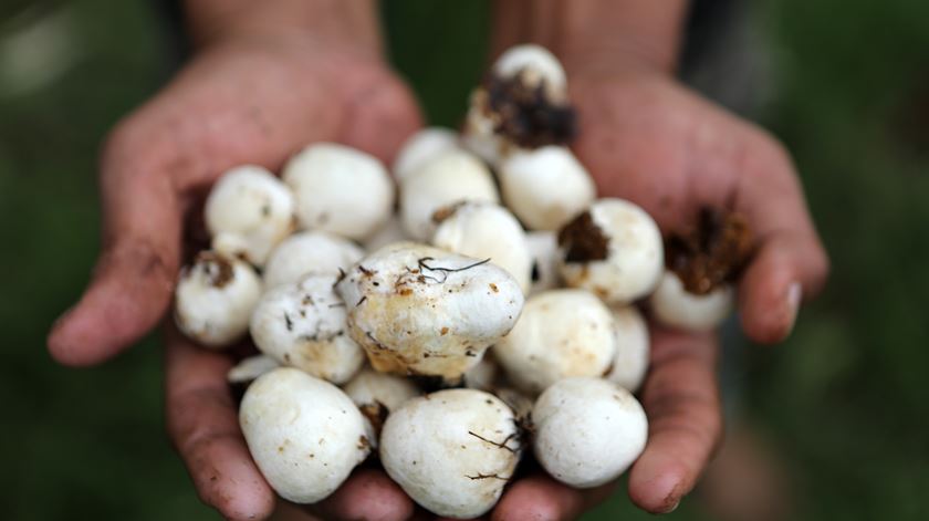 Austrália legaliza uso de drogas psicadélicas para fins de saúde mental