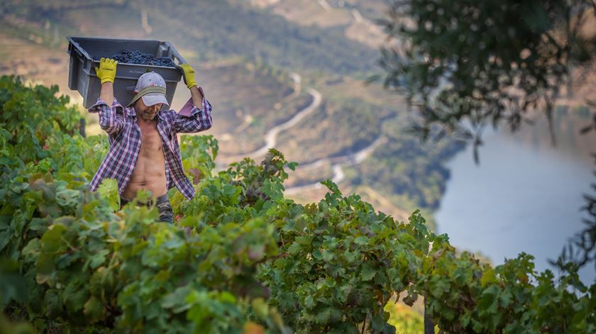 Viticultores do Douro. Governo garante apresentar em breve soluções estruturais