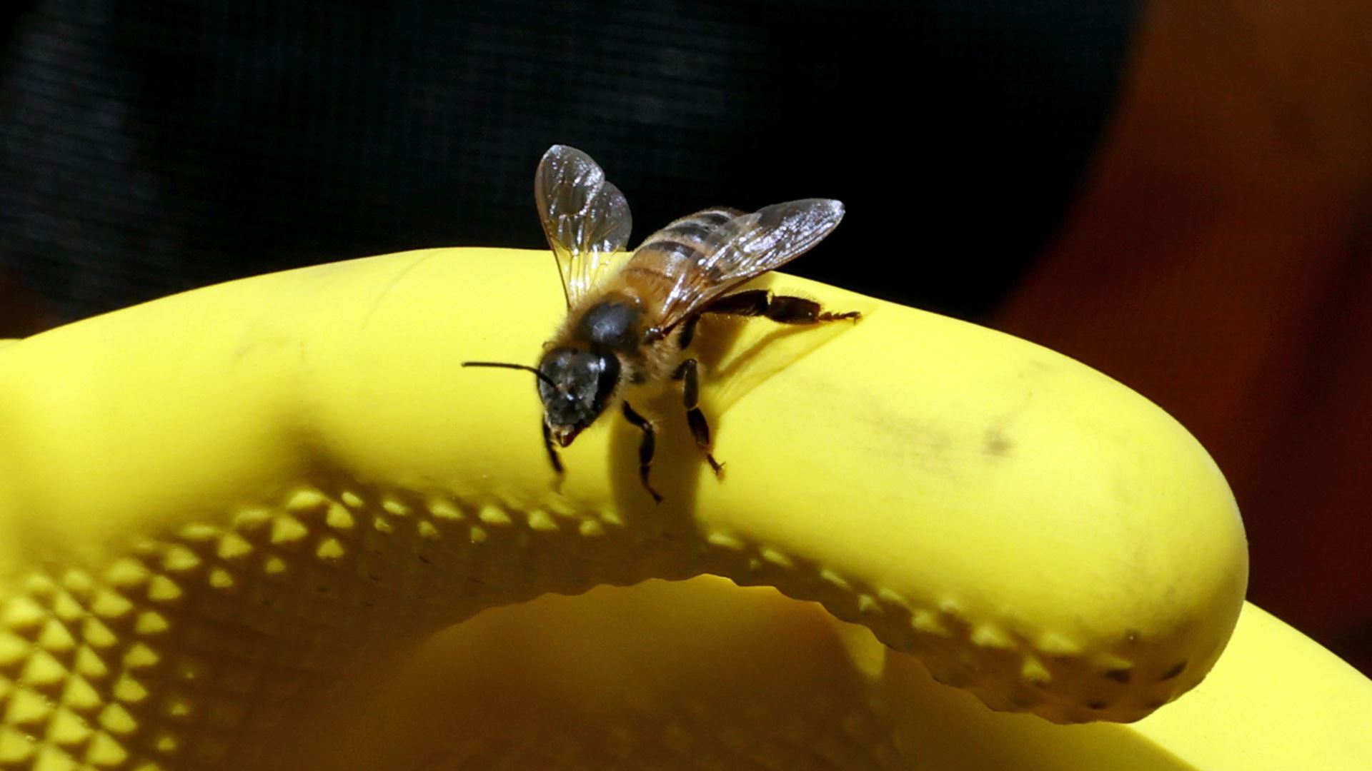 Governo aprova plano para proteger espécies polinizadoras