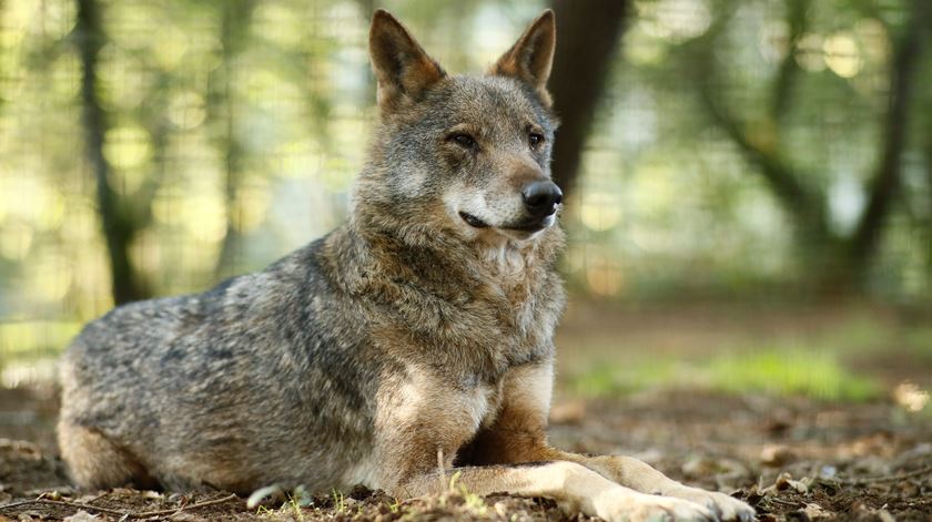 Caça ao lobo volta a ser permitida em Espanha
