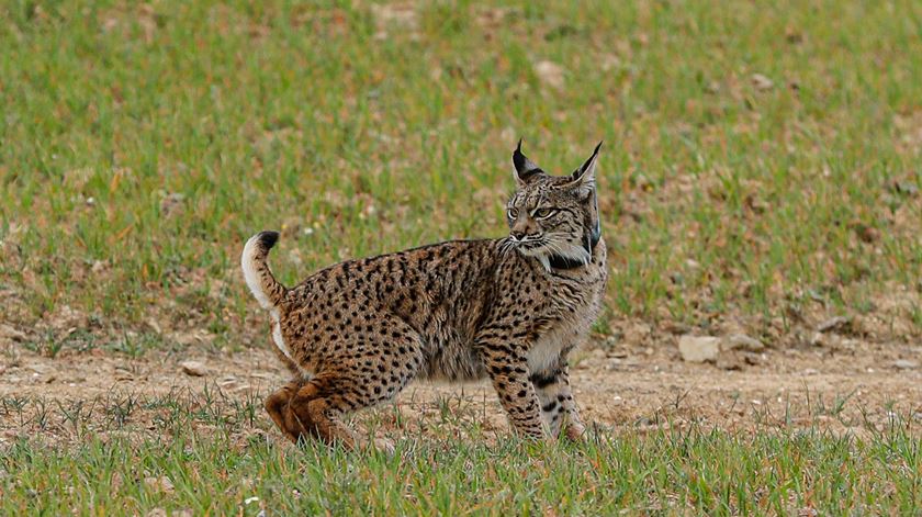 Lince-ibérico libertado recentemente morre atropelado