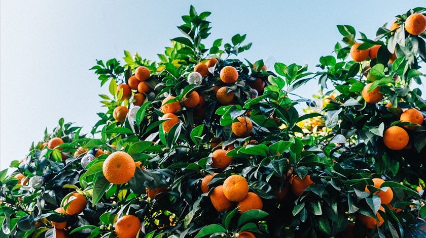 Quercus quer chumbo do projeto de tangerinas reformulado em Alcácer do Sal Quercus quer chumbo do projeto de tangerinas reformulado em Alcácer do Sal