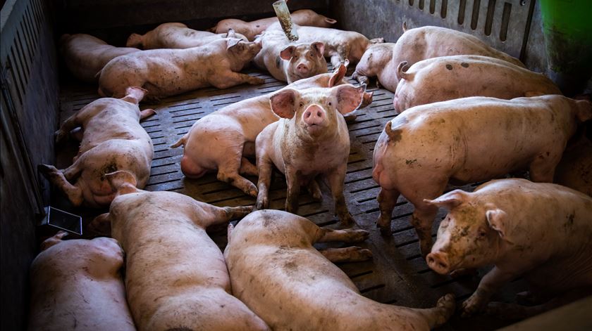 Vírus da peste suína pode ter escapado de laboratório espanhol