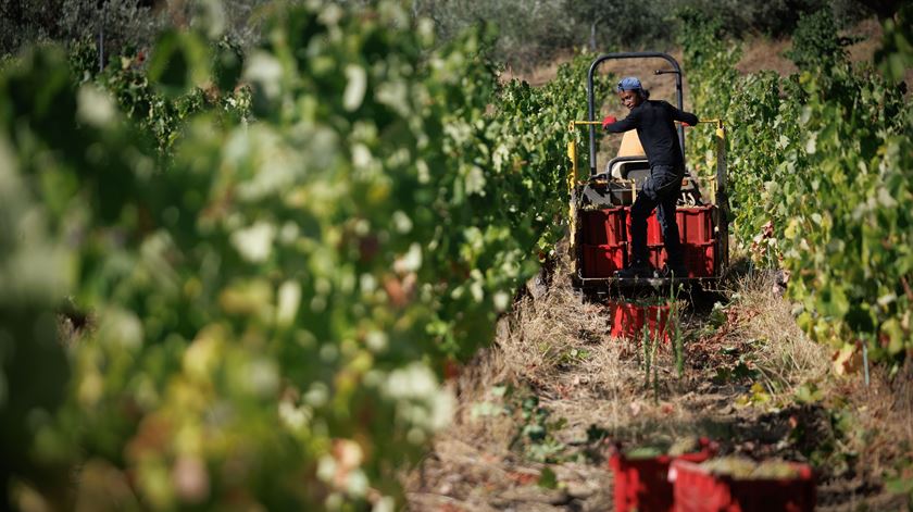 Produtores do Douro pedem ao Governo "medidas estruturais" para resolver crise na região