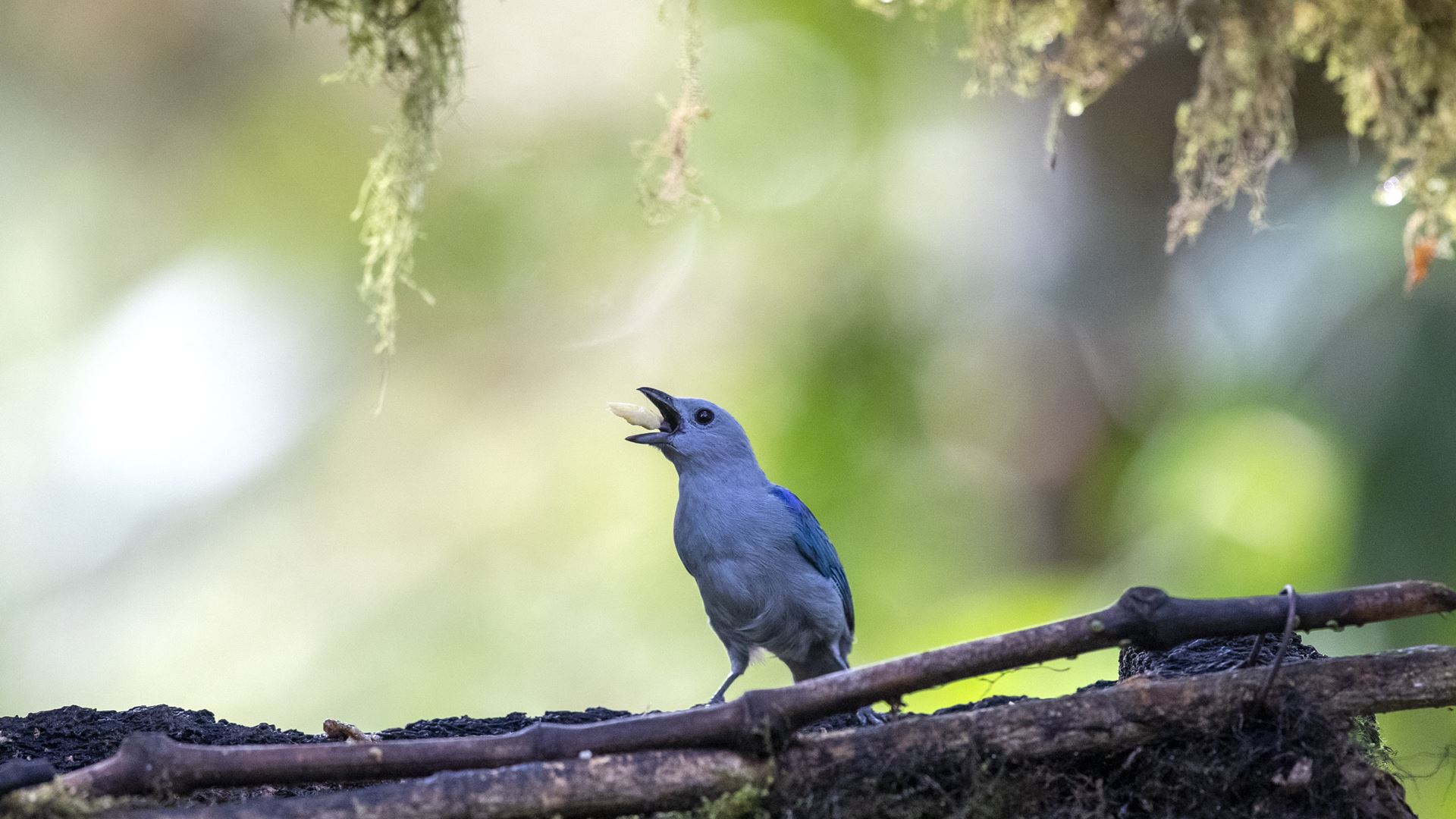 Humanos alteram diversidade de aves nas florestas tropicais secas do Equador