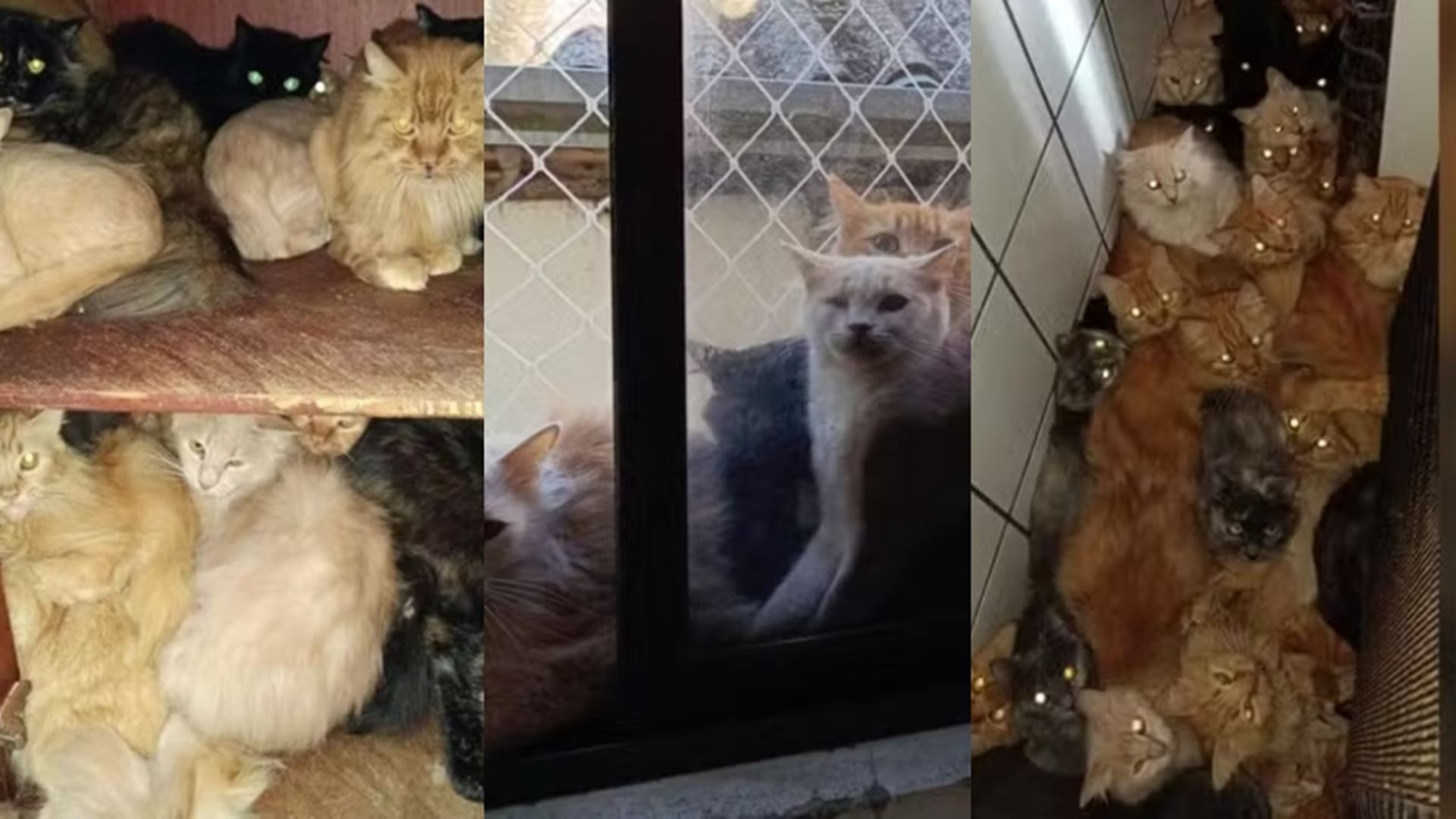 Encontrados mais de 400 gatos (doentes) num apartamento no Brasil