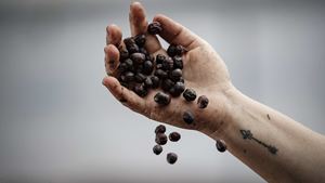 Alterações climáticas ameaçam produção mundial de café e fazem disparar preços