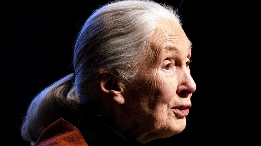 Parlamento português aprova voto de pesar pela morte da ativista Jane Goodall