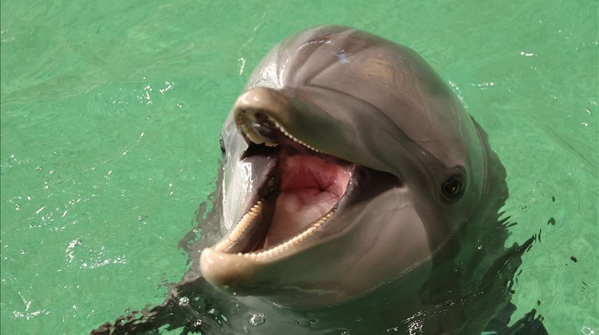 Como as alterações climáticas estão a levar os peixes da Europa a procurar novas águas