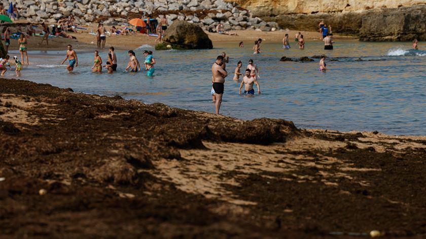 Algarve - alga originária da Ásia está a invadir as costas do barlavento (oeste) algarvio  Foto: Luís Forra/Lusa