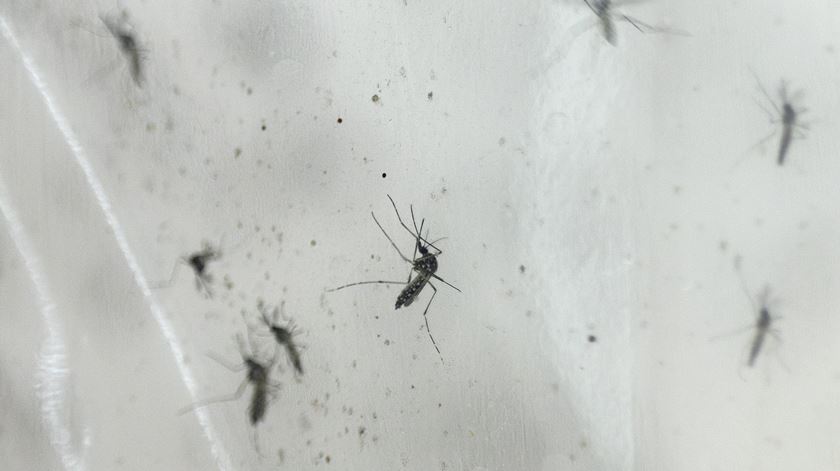 Valença vai investigar presença de mosquito de dengue e zika após confirmação na Galiza