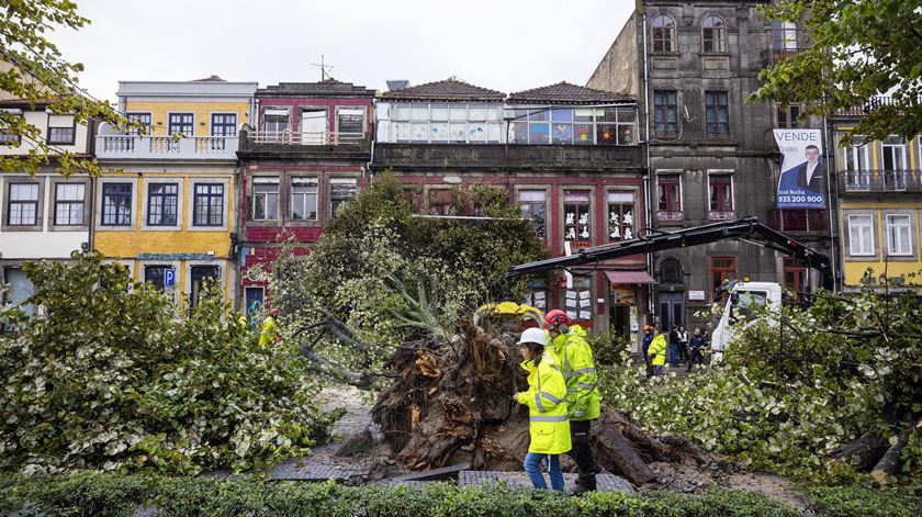 Mau tempo: Árvore de grande porte cai na praça da República no Porto e corta o trânsito. Foto: José Coelho/Lusa