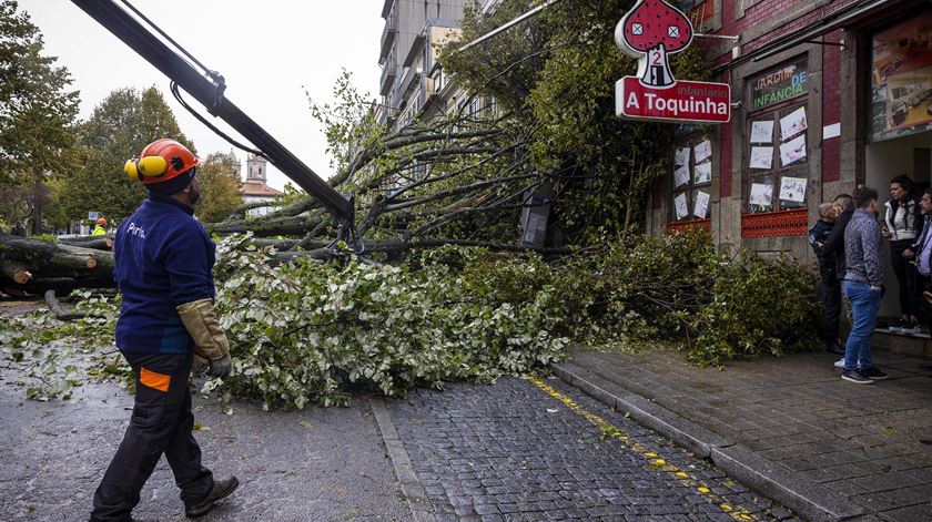 Mau tempo: Árvore de grande porte cai na praça da República no Porto e corta o trânsito. Foto: José Coelho/Lusa