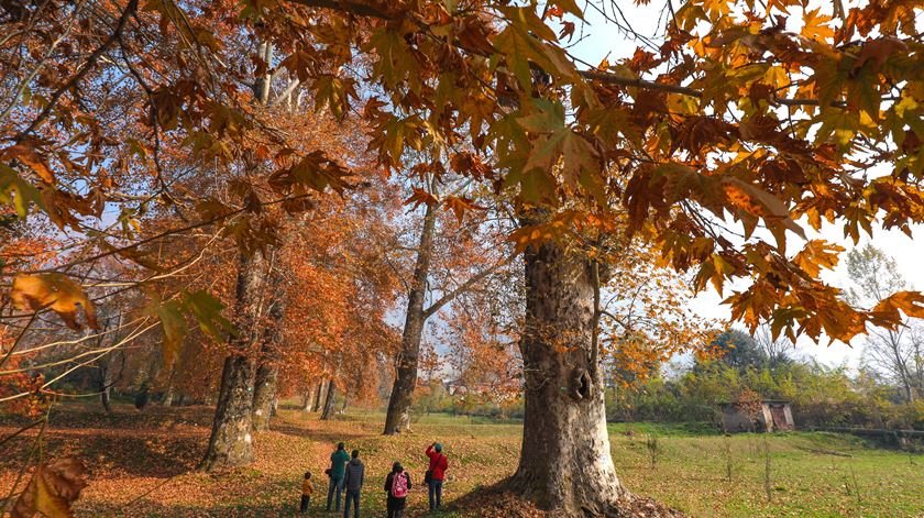 Dez árvores representam Portugal no concurso de árvore do ano