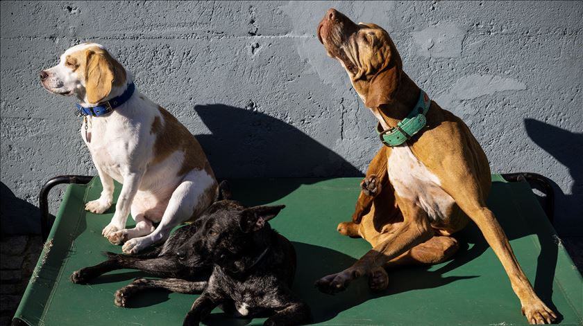 Famílias terão apoio do Governo para cuidar dos animais. Como vai funcionar?