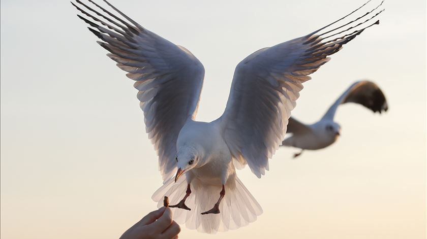 Plástico equivalente a três cubos de açúcar é suficiente para uma ave marinha morrer