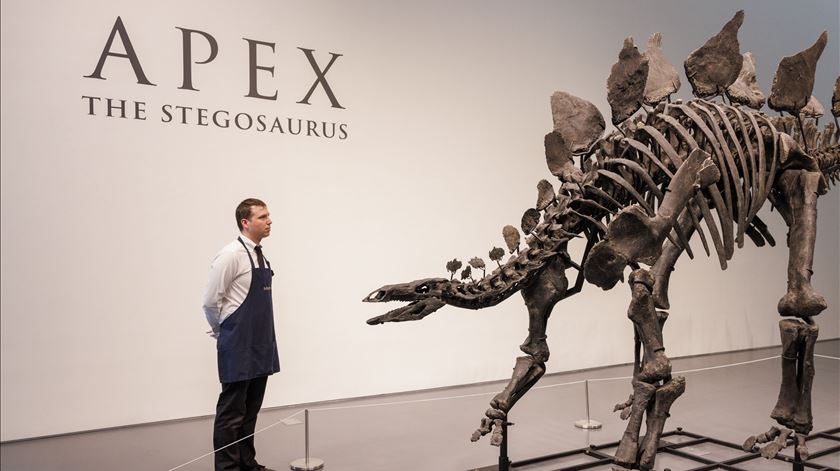 Fóssil do dinossauro Apex atinge valor mais alto da história ao ser leiloado por 40,7 milhões de euros